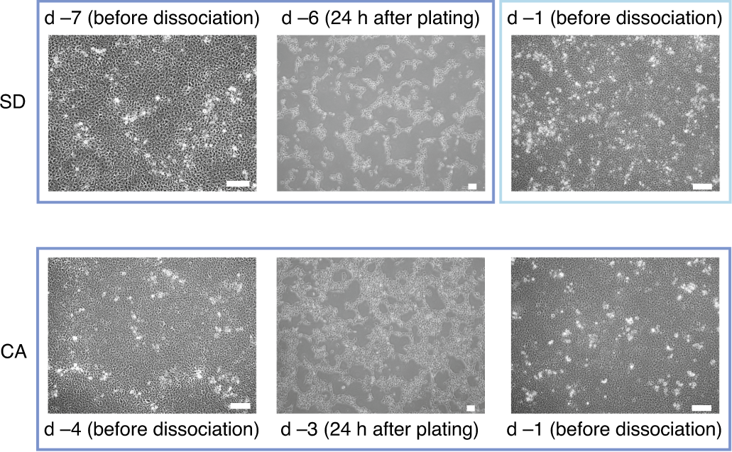 Fig. 2: Morphology of hPSCs in 2D culture.