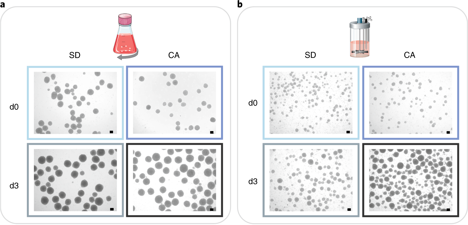 Fig. 3: Morphology of cell aggregates during DE differentiation.