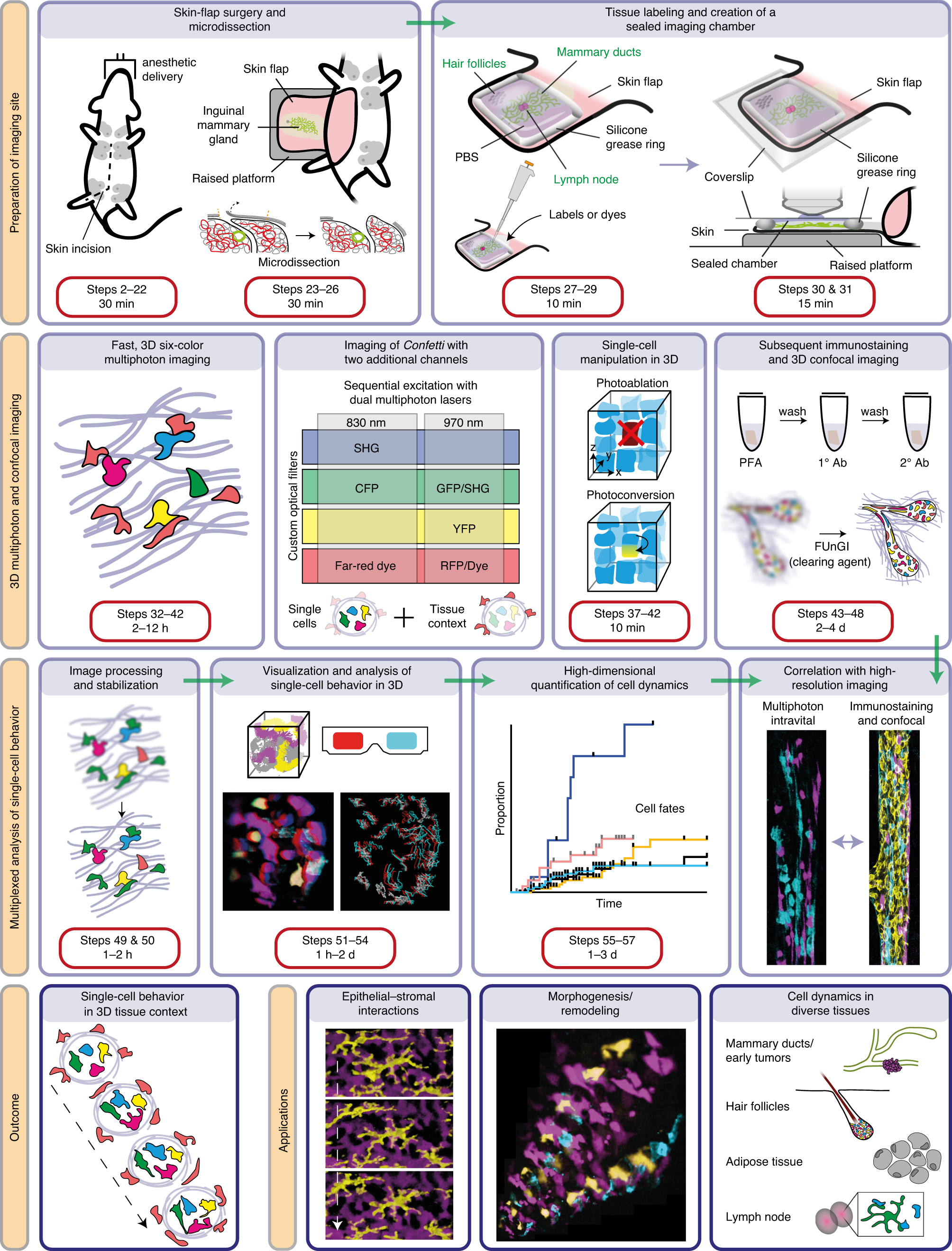 Fig. 1: Schematic overview of the intravital imaging protocol.