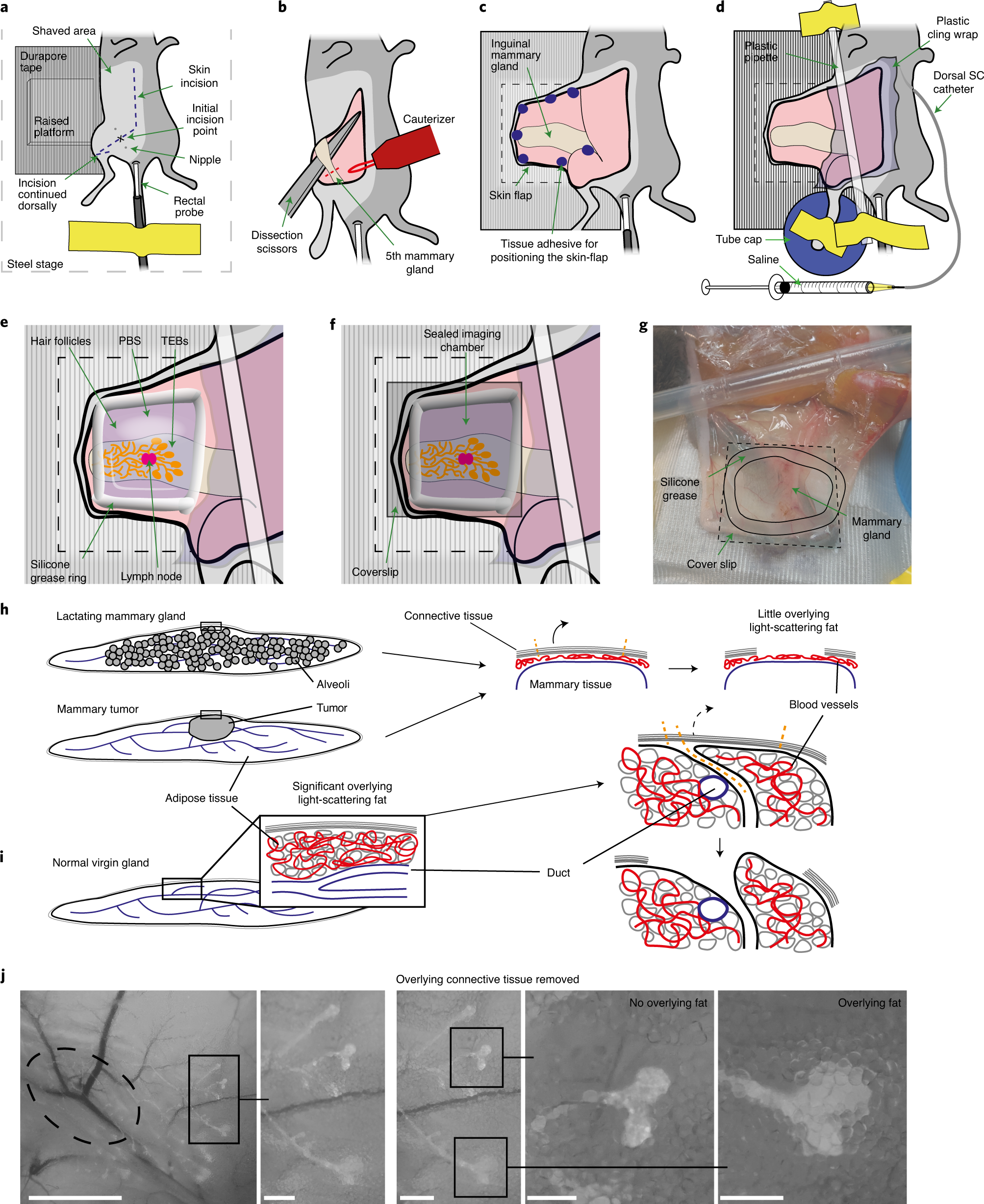 Fig. 2: Surgical preparation of the mammary skin-flap chamber.