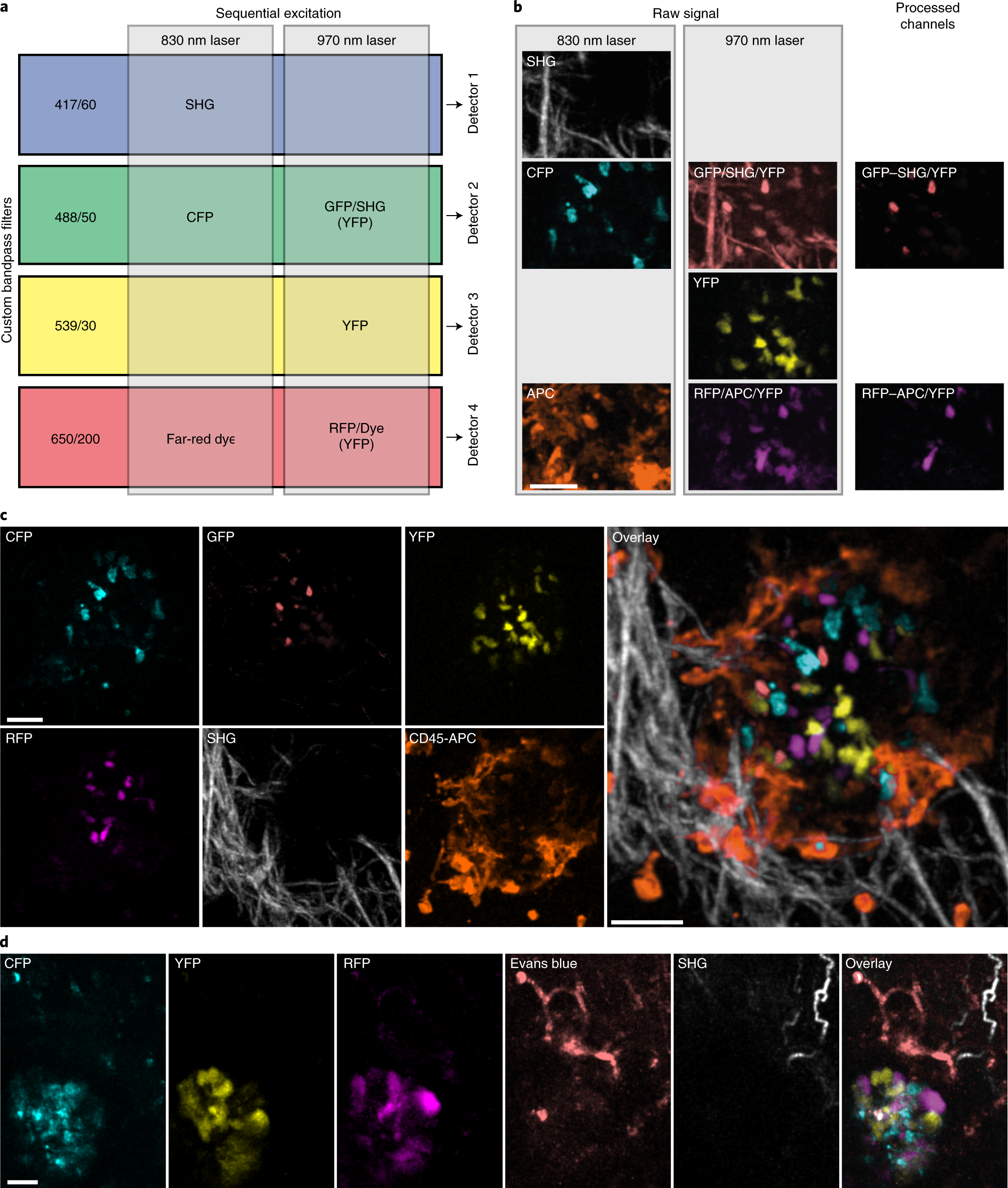 Fig. 3: Six-color intravital imaging to separate Confetti fluorescence and additional dyes.