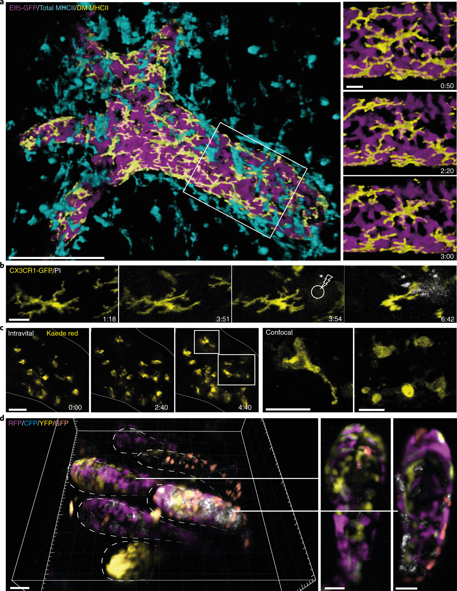 Fig. 5: 3D intravital imaging of epithelial cells and stromal interactions.
