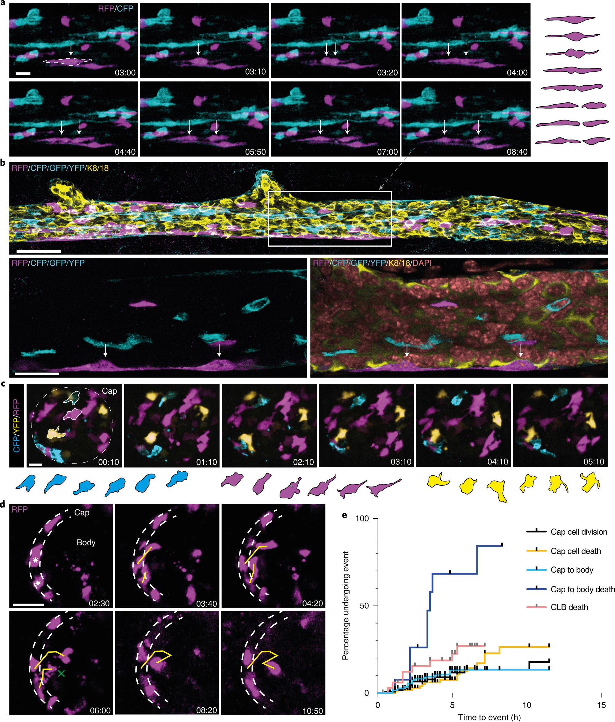 Fig. 6: Dynamics of mammary basal progenitor cells in ducts and terminal end buds.