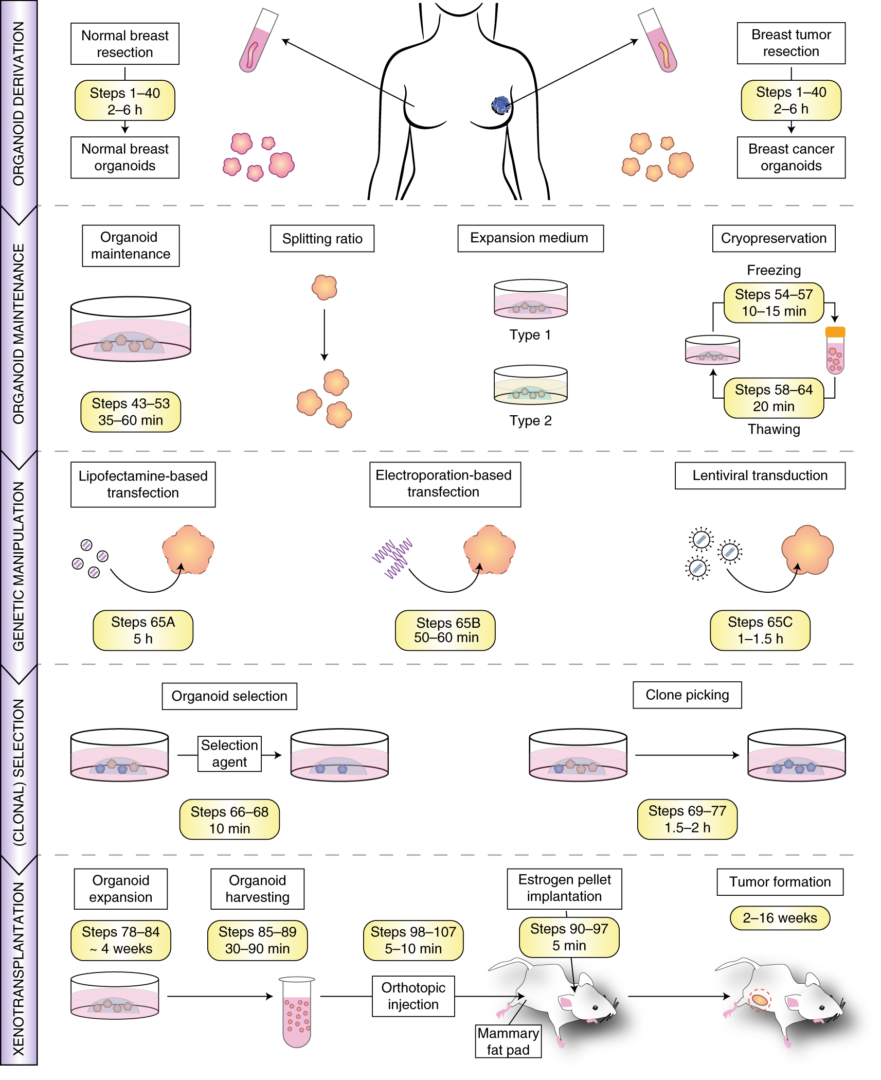 Fig. 1: Schematic overview of the protocol describing human breast organoid derivation, culturing, genetic manipulation and xenotransplantation.