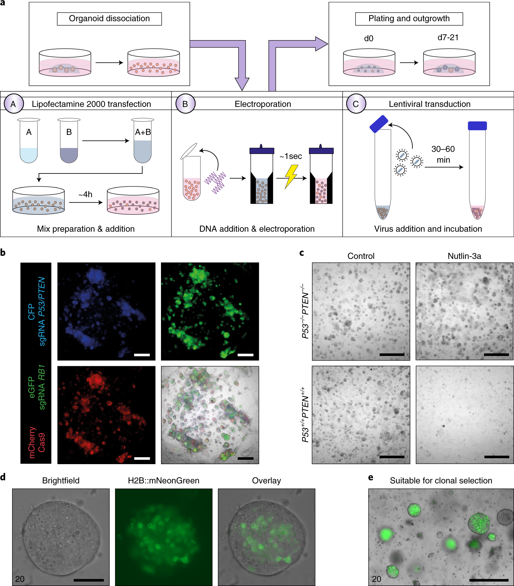 Fig. 3: Genetic manipulation of breast organoids.