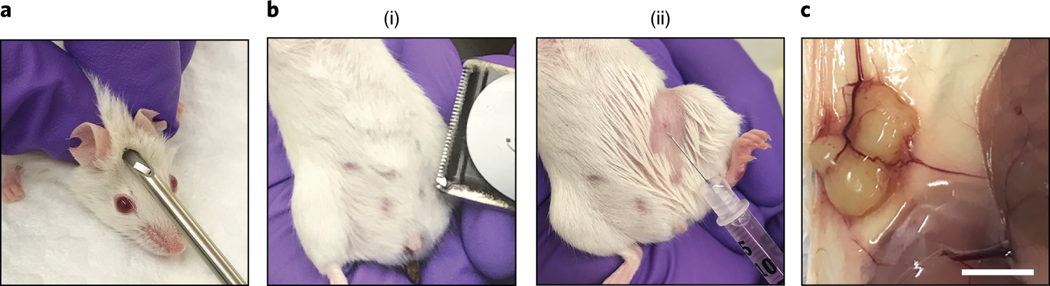 Fig. 4: Estrogen pellet implantation and organoid xenotransplantation.