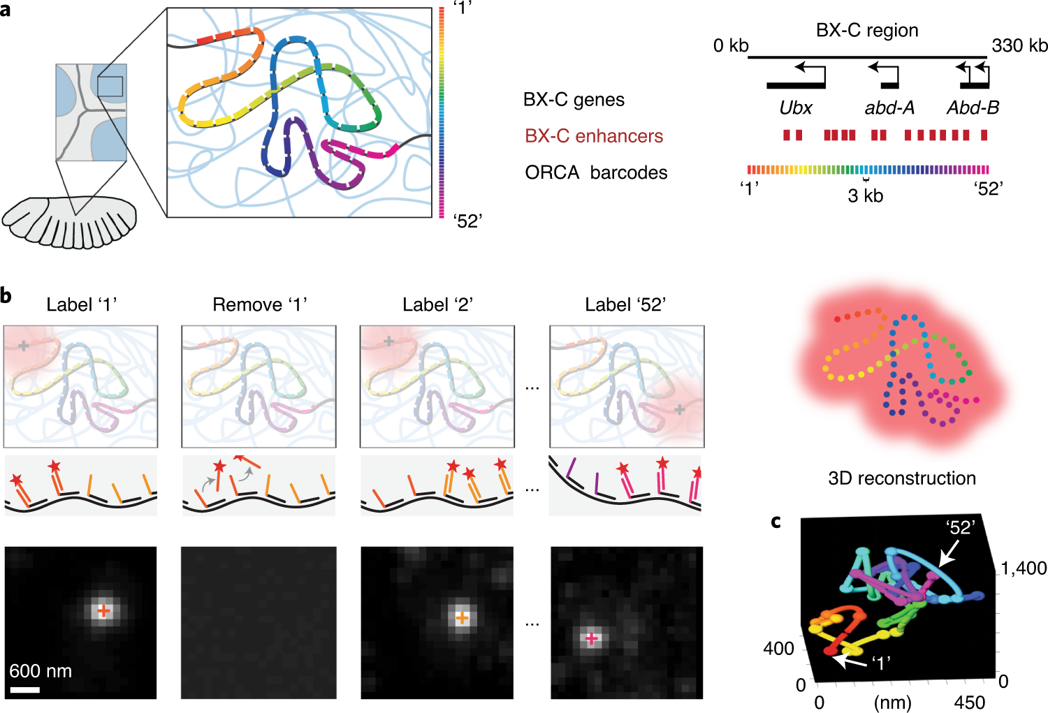 Fig. 1: Optical reconstruction of chromatin architecture (ORCA) approach.