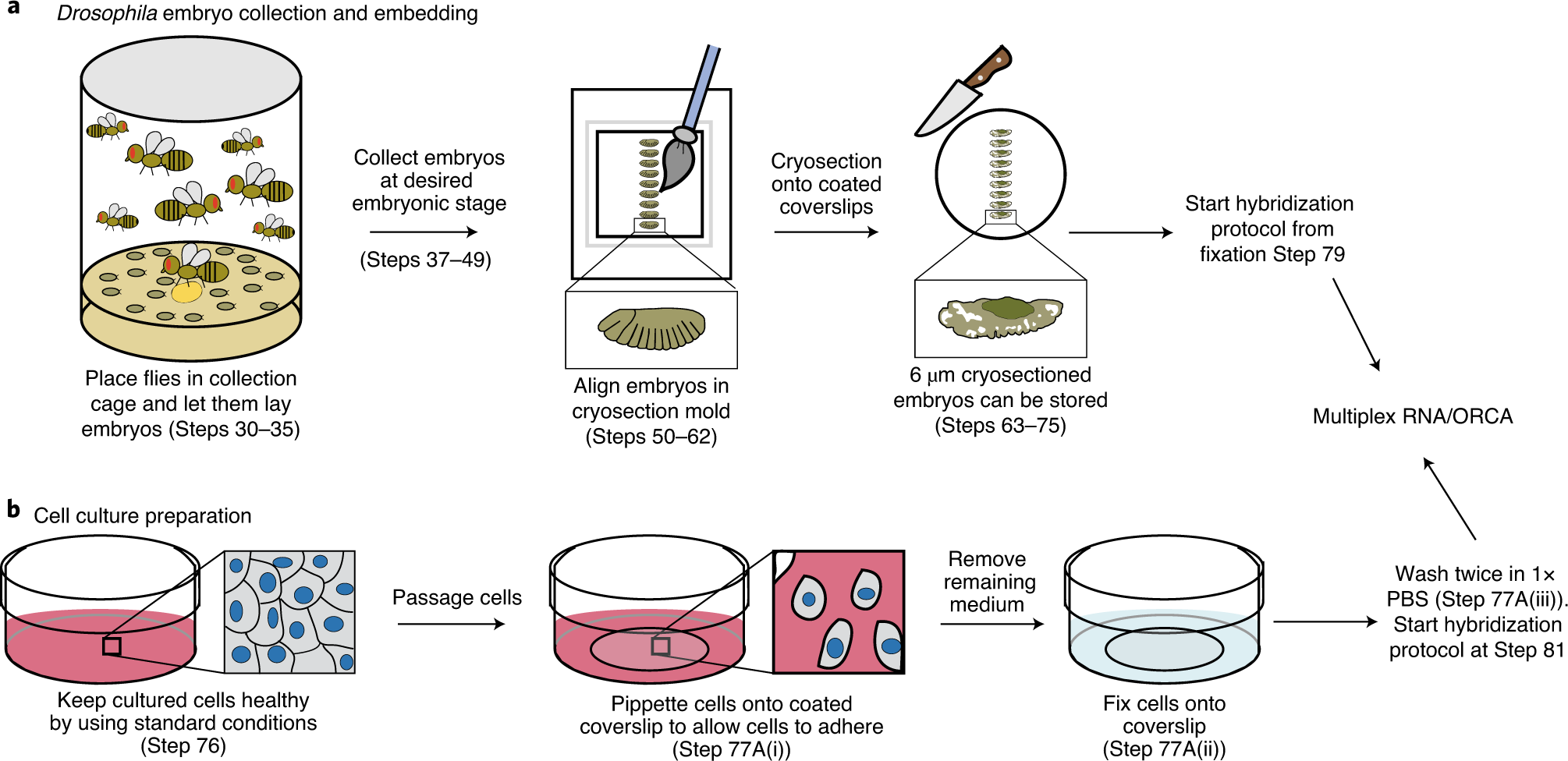 Fig. 7: Sample preparation for primary probe hybridization.