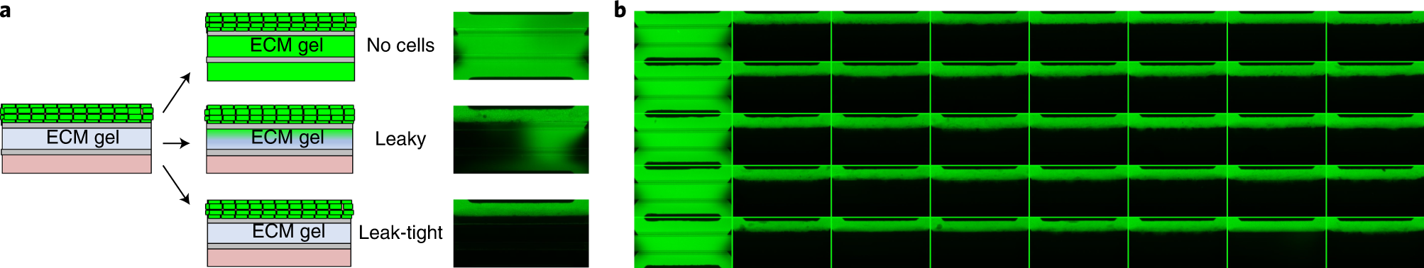 Fig. 1: Barrier integrity assay in the OrganoPlate using fluorescent probes.