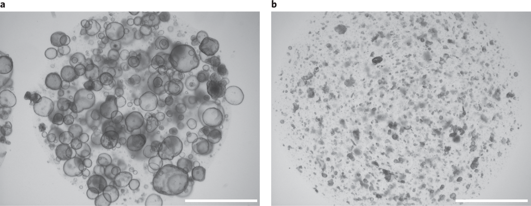 Fig. 2: Passaging tubuloids.