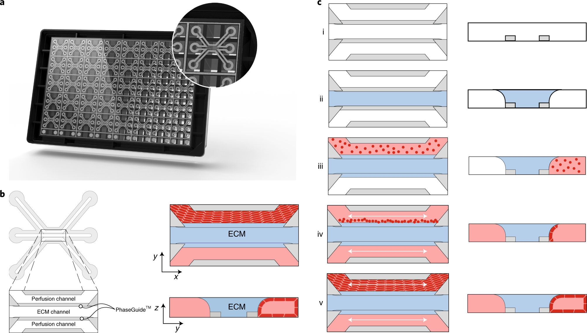 Fig. 3: Overview of the method for modeling perfused 3D tubular structures made of primary kidney tubuloids in the OrganoPlate.