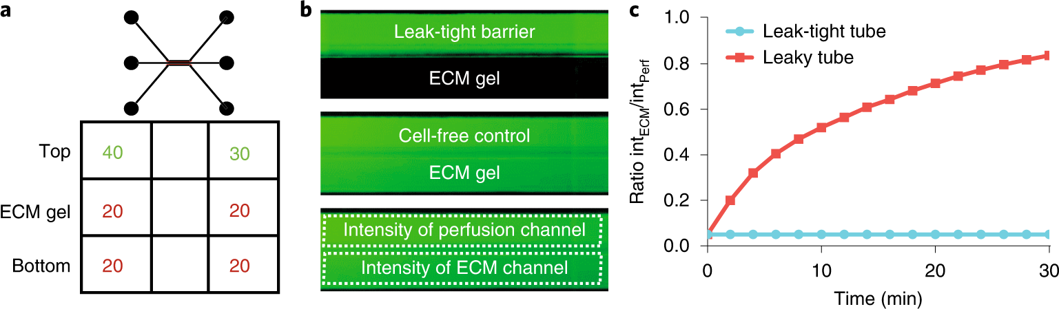 Fig. 5: Overview of the barrier integrity assay with a fluorescent dye in the OrganoPlate 3-Lane.
