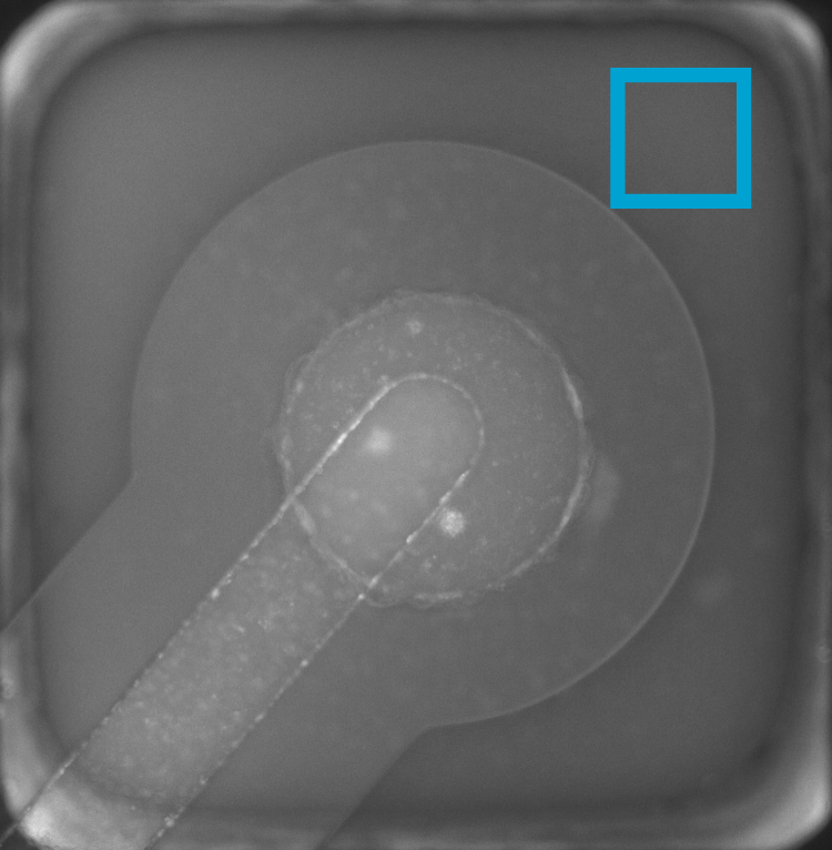 Fig. 7: Analysis of transepithelial transport images.