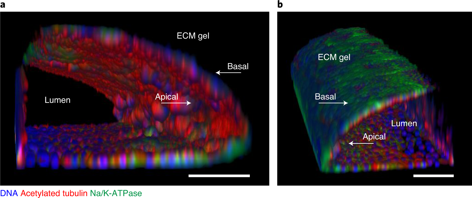 Fig. 8: Tubuloid-derived tubular structures in the OrganoPlate 3-Lane characterized by immunofluorescence staining.
