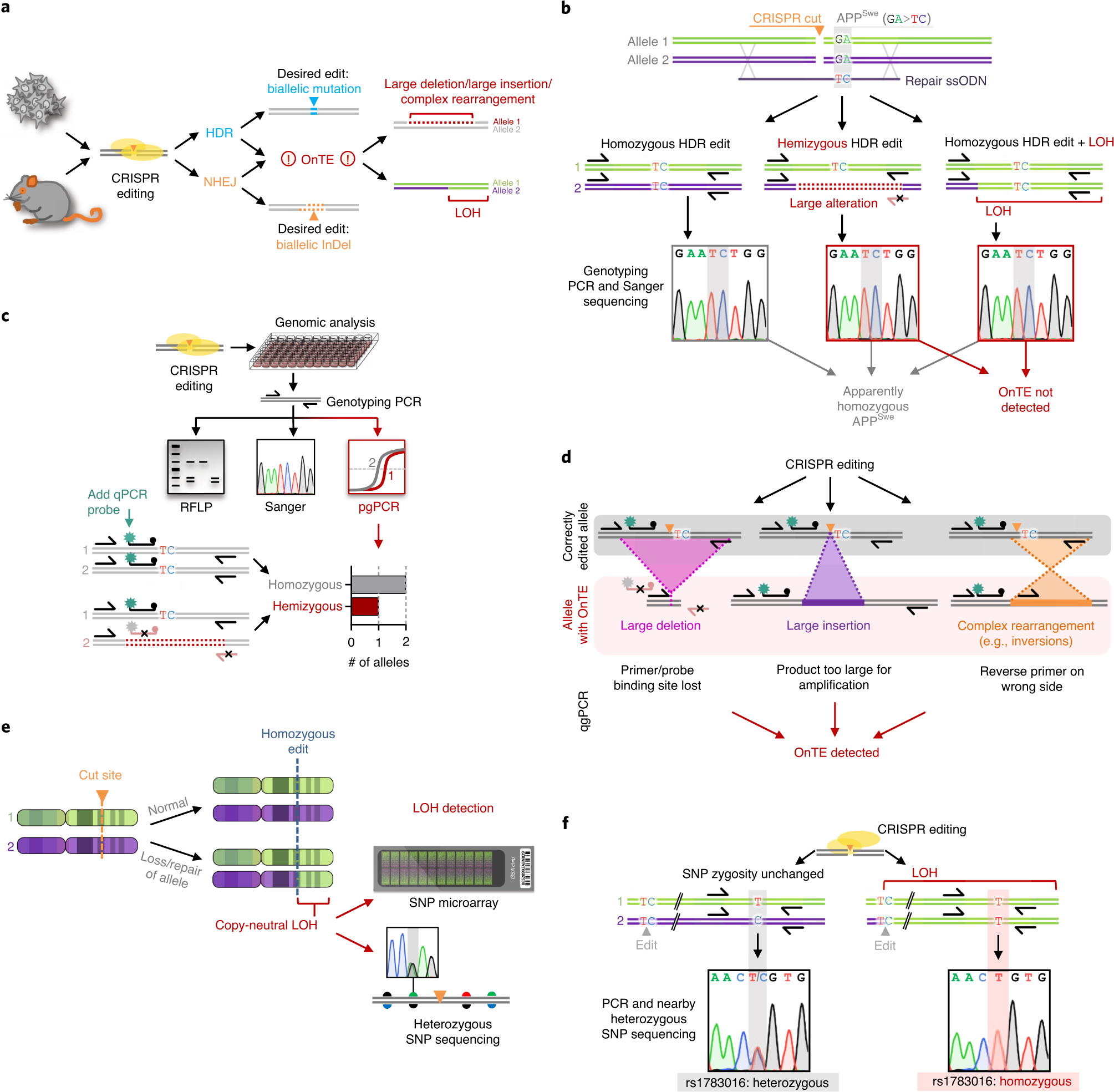 Fig. 1: CRISPR–Cas9 genome editing induces deleterious OnTEs that can be detected by qgPCR and SNP genotyping in a simple and reliable manner.