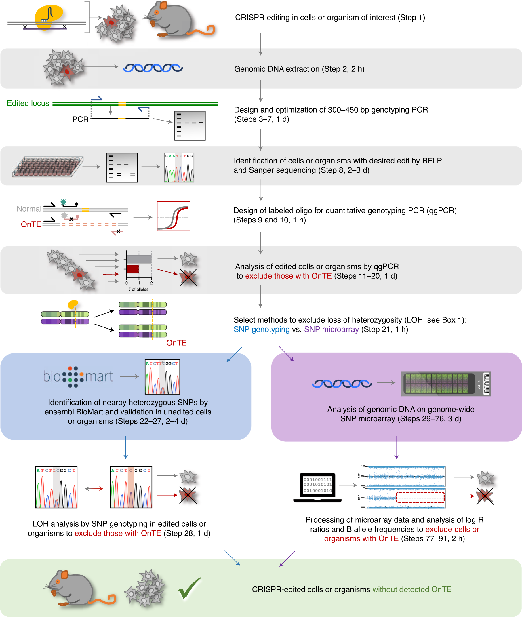 Fig. 2: Overview of the procedure for simple and reliable OnTE detection after CRISPR genome editing.