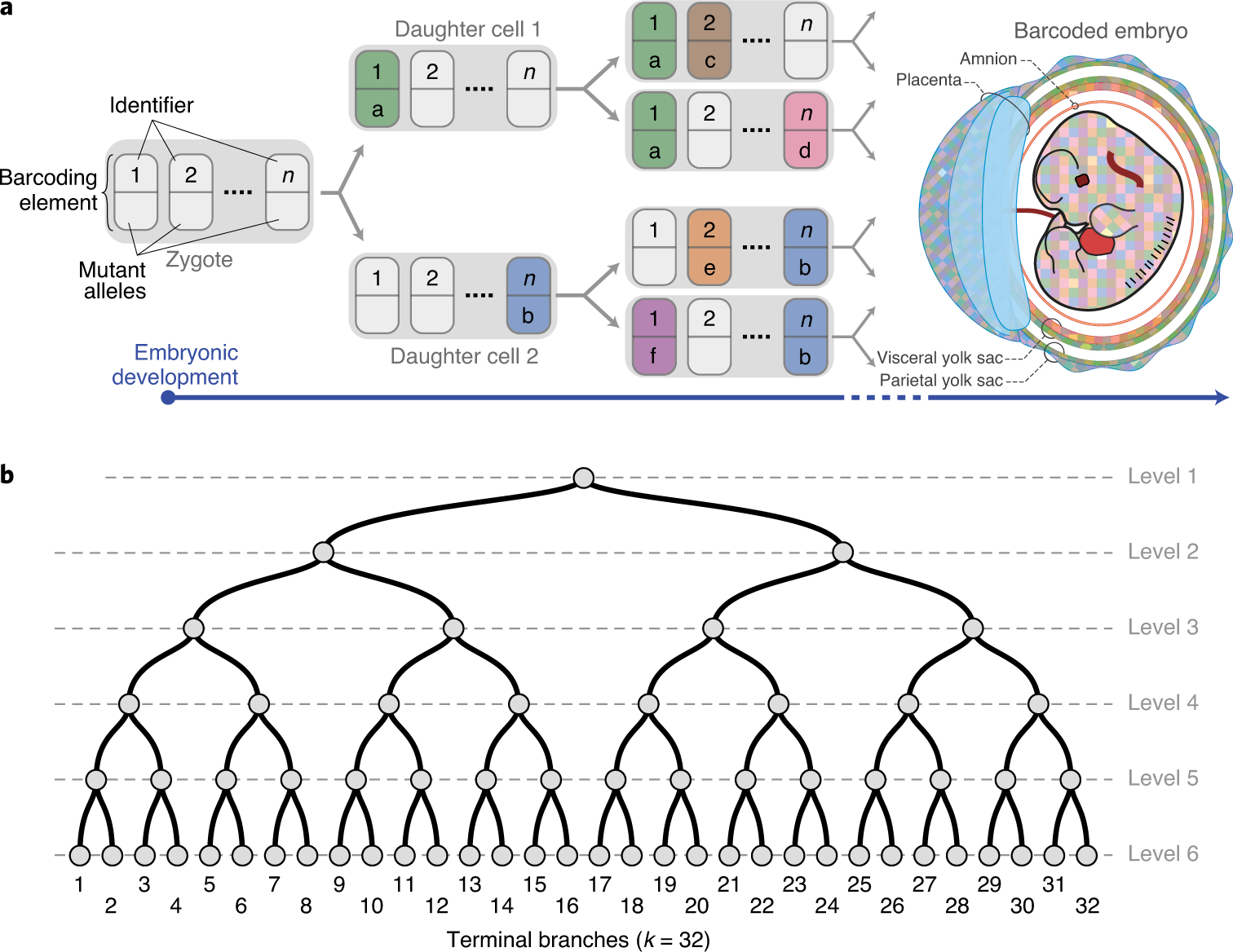 Fig. 1: Recording lineages using synthetically induced somatic mutations.