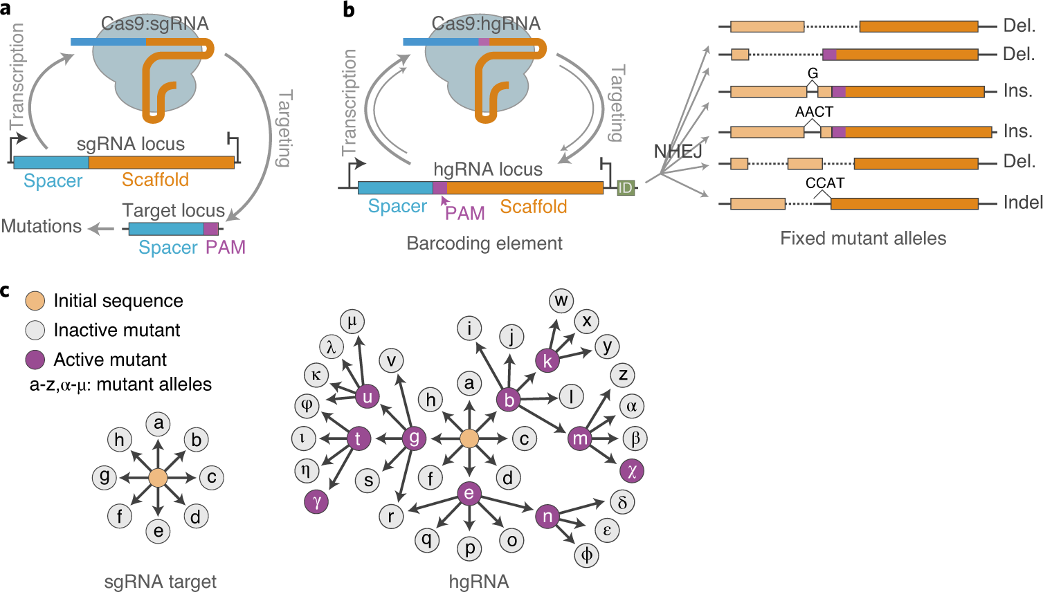 Fig. 2: Principles of the homing CRISPR system.