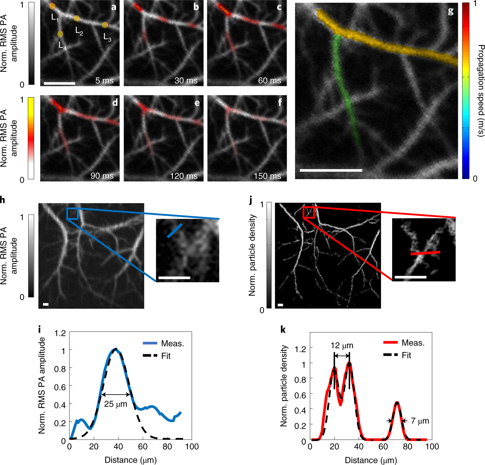 Fig. 7: PATER of biological dynamics in vivo.