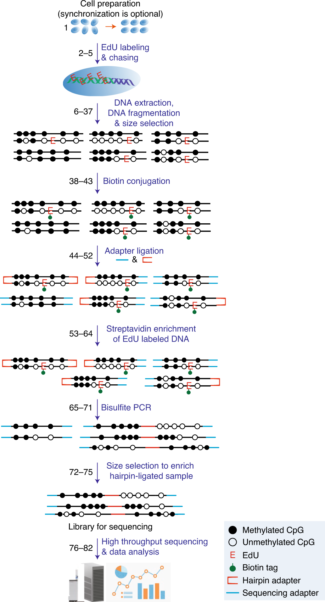 Fig. 1: Schematic overview of Hammer-seq.