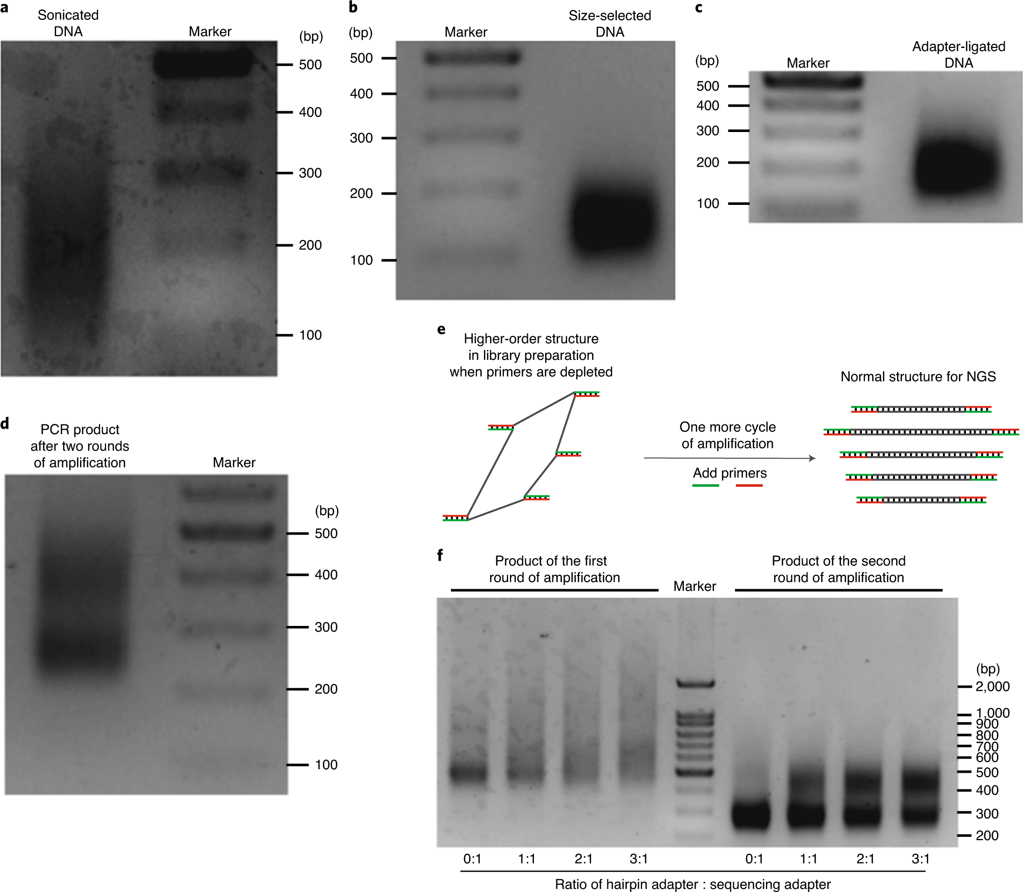 Fig. 2: Quality control of key steps of Hammer-seq with DNA electrophoresis.