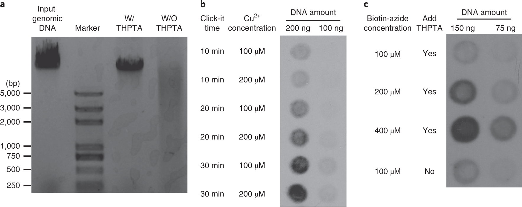 Fig. 3: Click reaction system optimization.