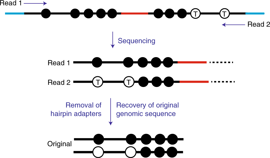 Fig. 5: Illustration of hairpin removal and original sequence recovery.