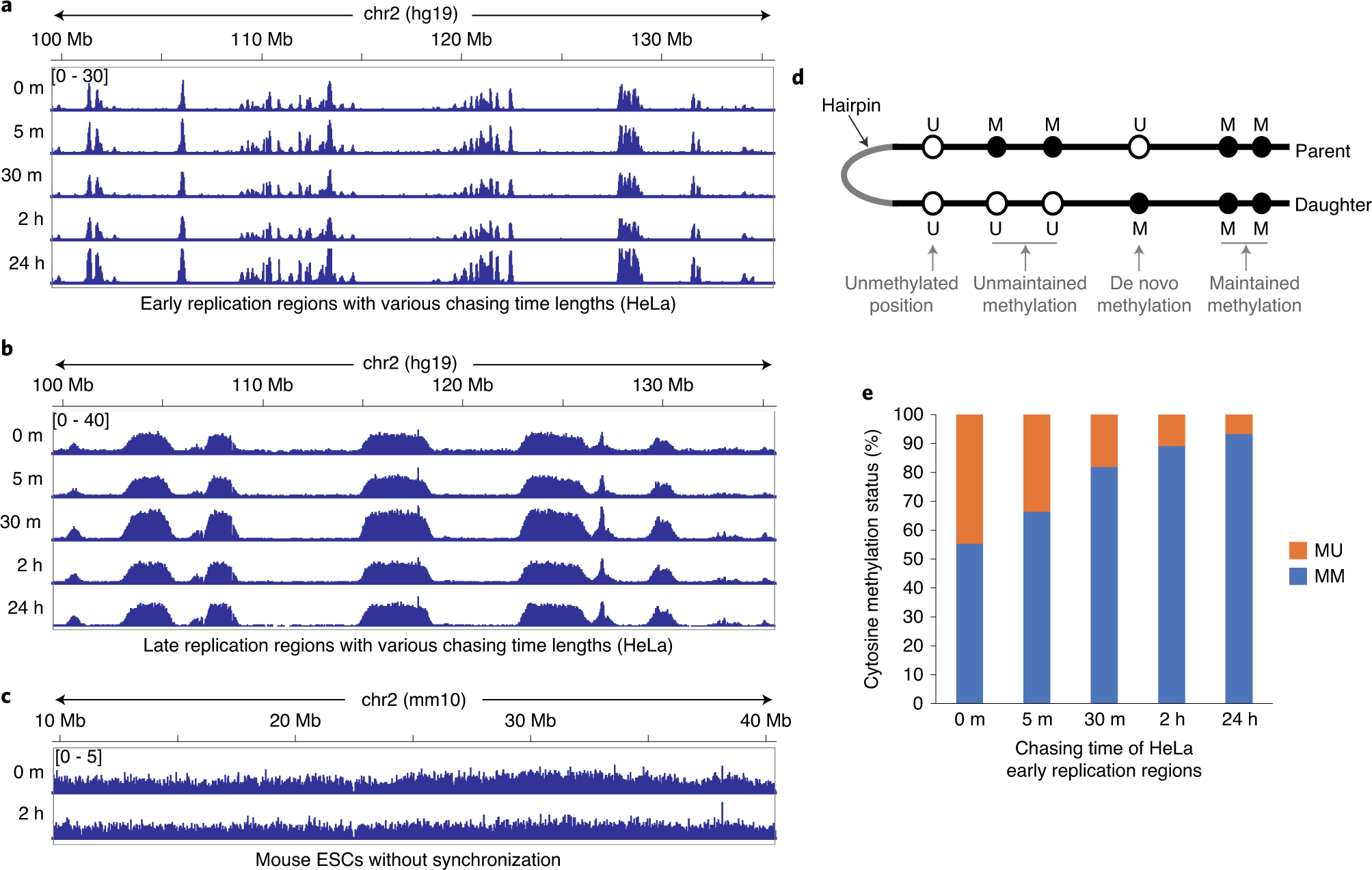 Fig. 6: Calculation of the maintenance ratio and de novo methylation frequency with Hammer-seq data.