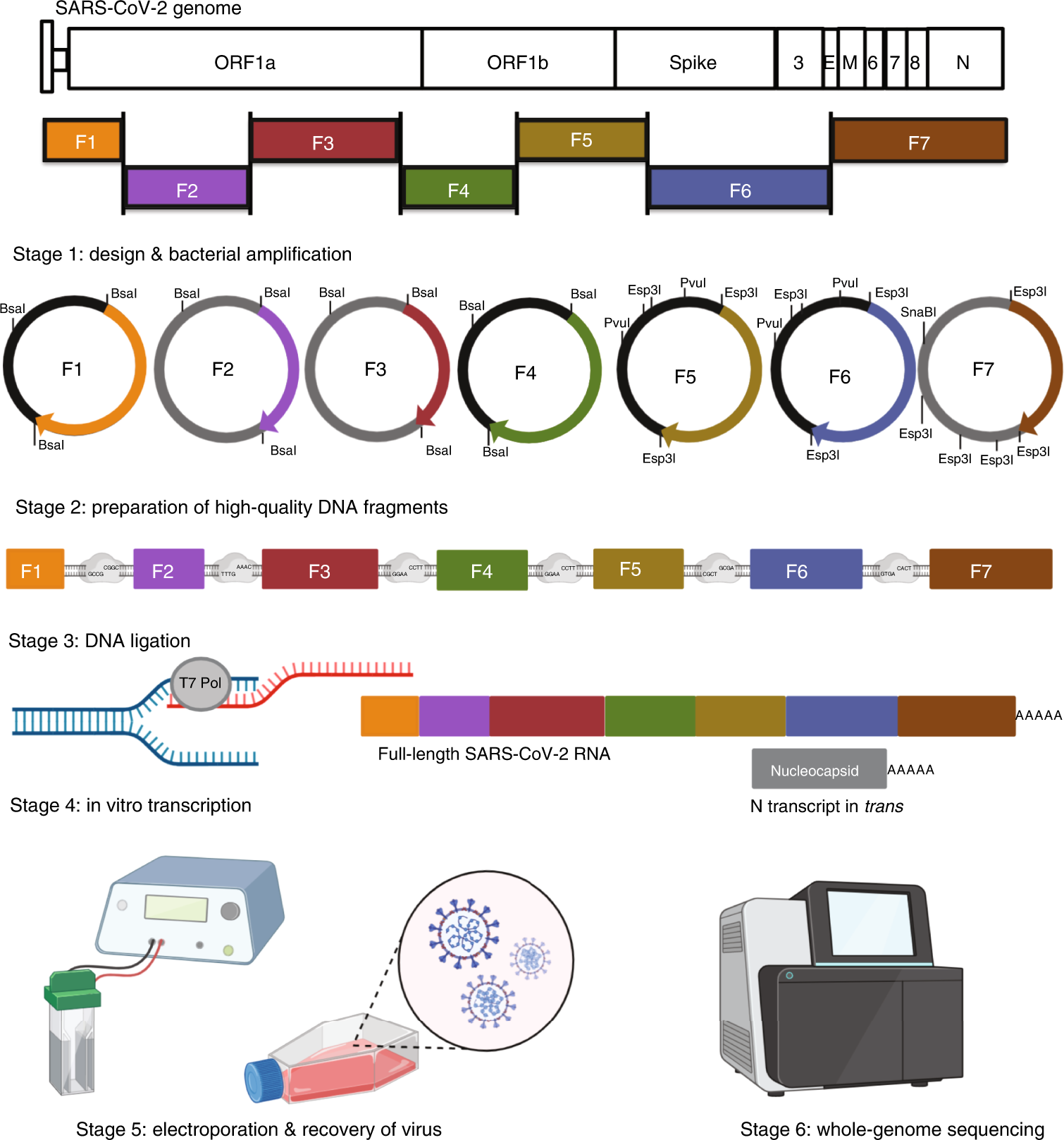 Fig. 1: Overview of SARS-CoV-2 reverse genetic system.