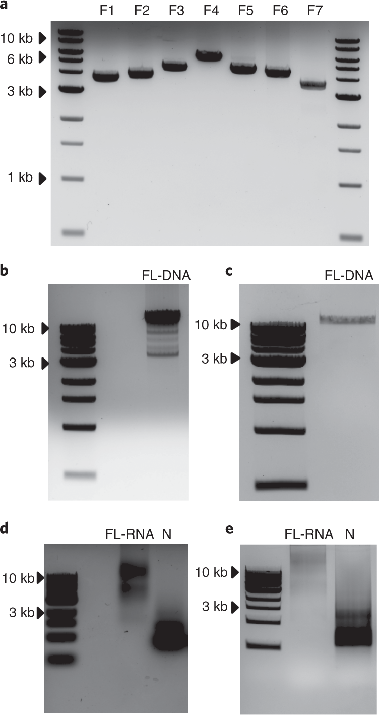 Fig. 2: Gel extraction of SARS-CoV-2 fragments, full-length cDNA and full-length viral RNA.