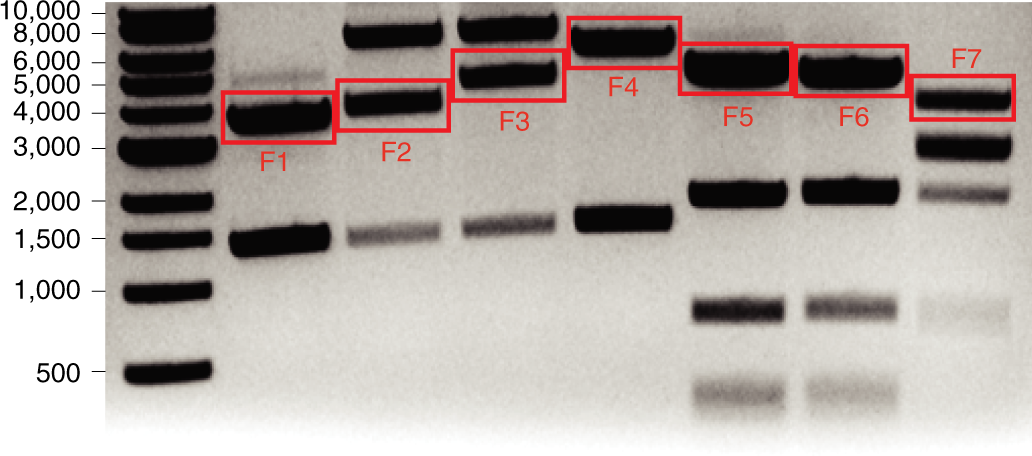 Fig. 3: Representative gel images post–restriction enzyme digestion.