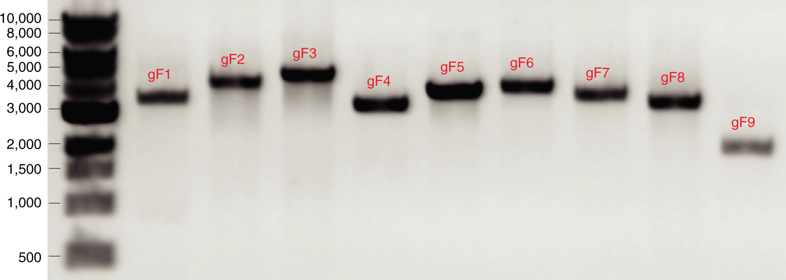 Fig. 4: Nine PCR amplicons prepared for Sanger sequencing.
