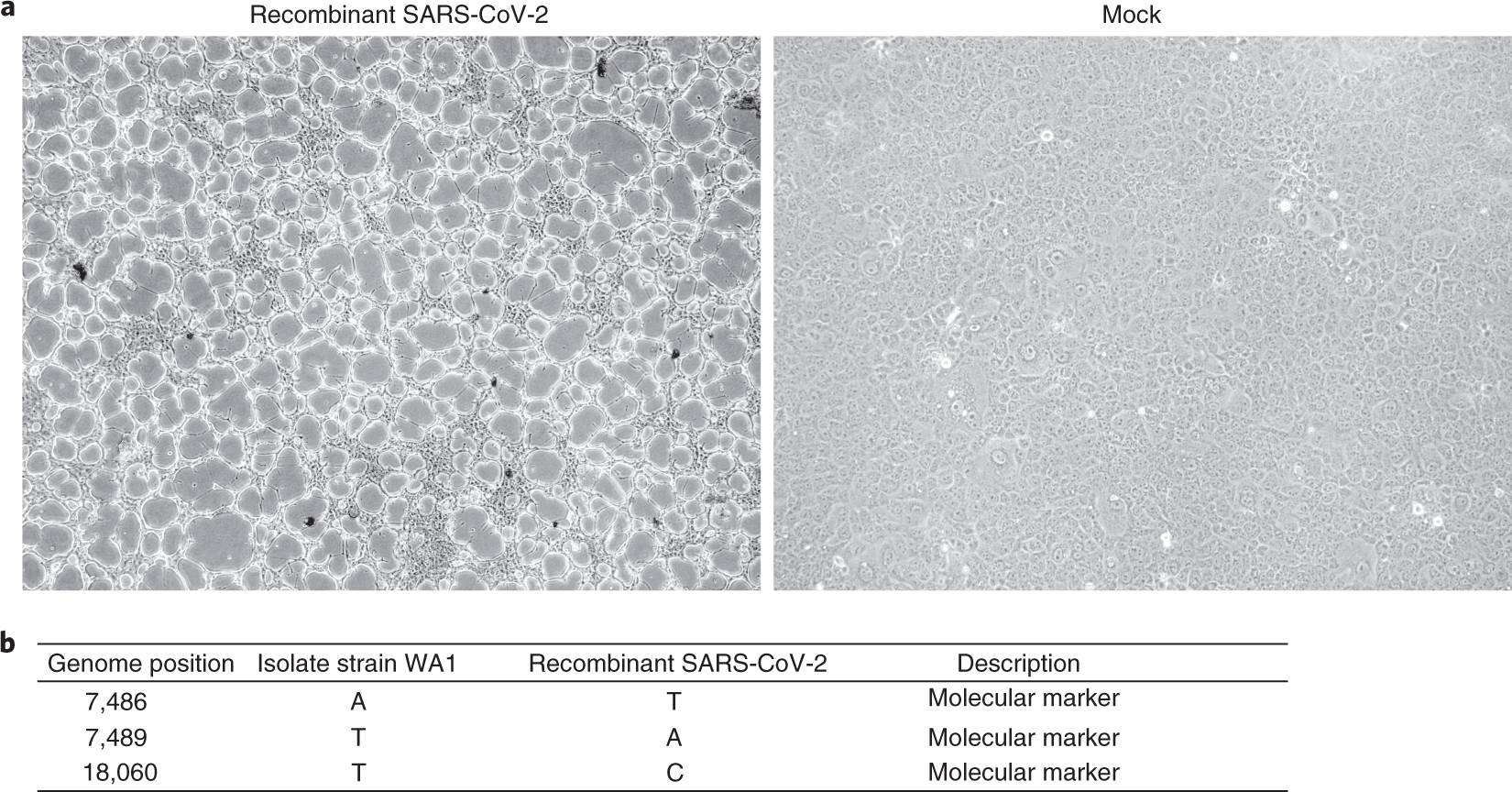 Fig. 5: Characterization of recombinant SARS-CoV-2.
