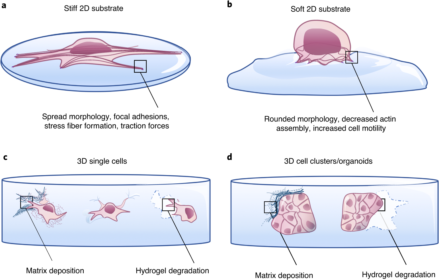 Fig. 1: The influence of matrix stiffness and cell-pericellular matrix interactions on cellular behaviors.