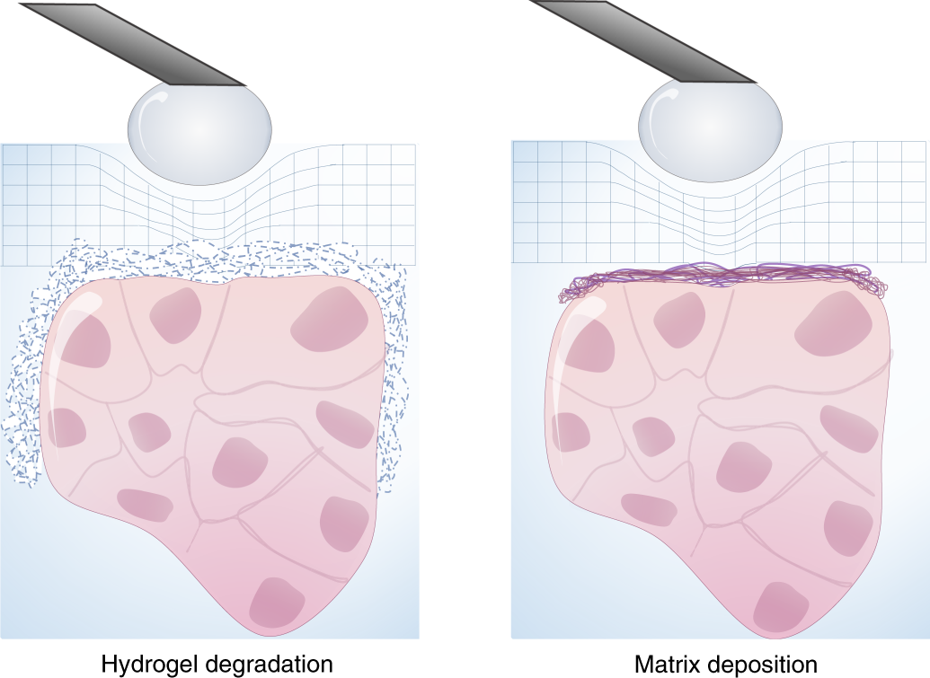 Fig. 2: Concept for measuring relative differences between 3D cell structures embedded within 3D hydrogels.