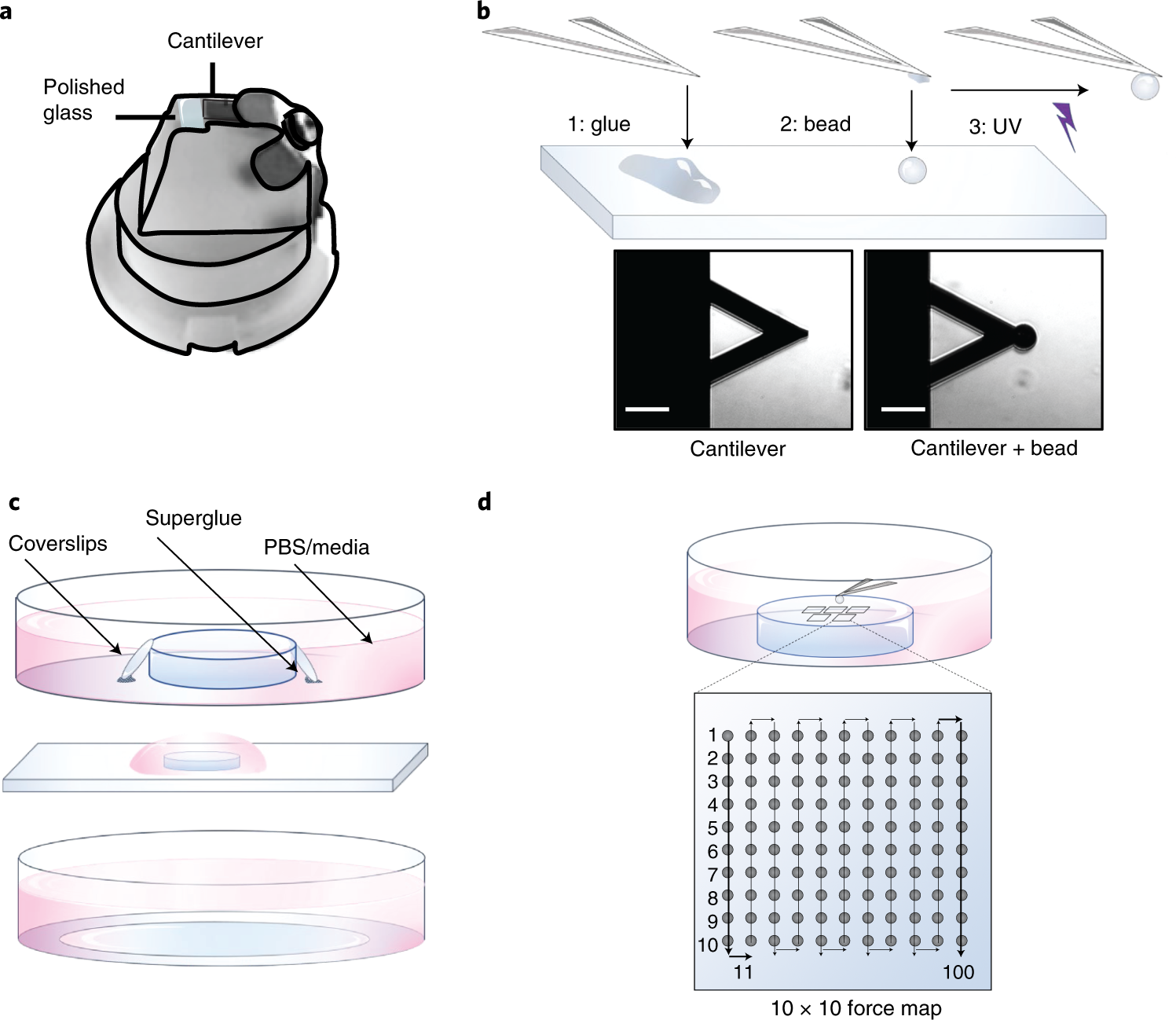 Fig. 3: AFM setup and procedure for carrying out F-D measurements.