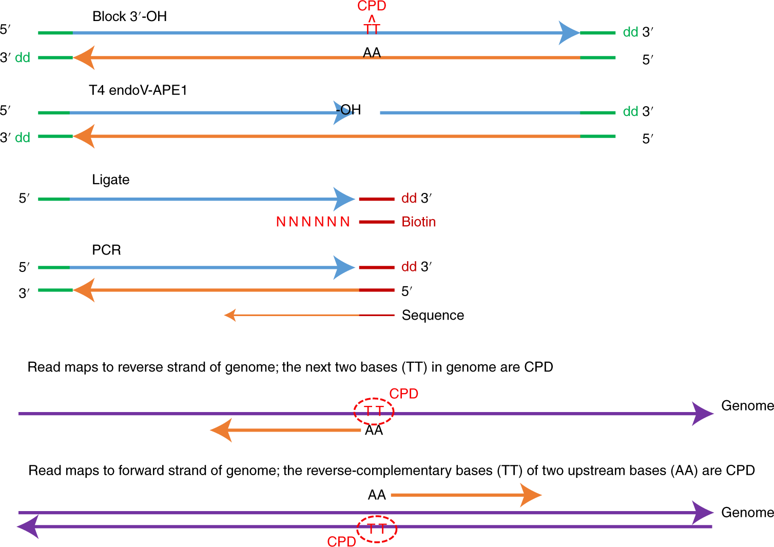 Fig. 1: Graphic illustration of the CPD-Seq methodology.
