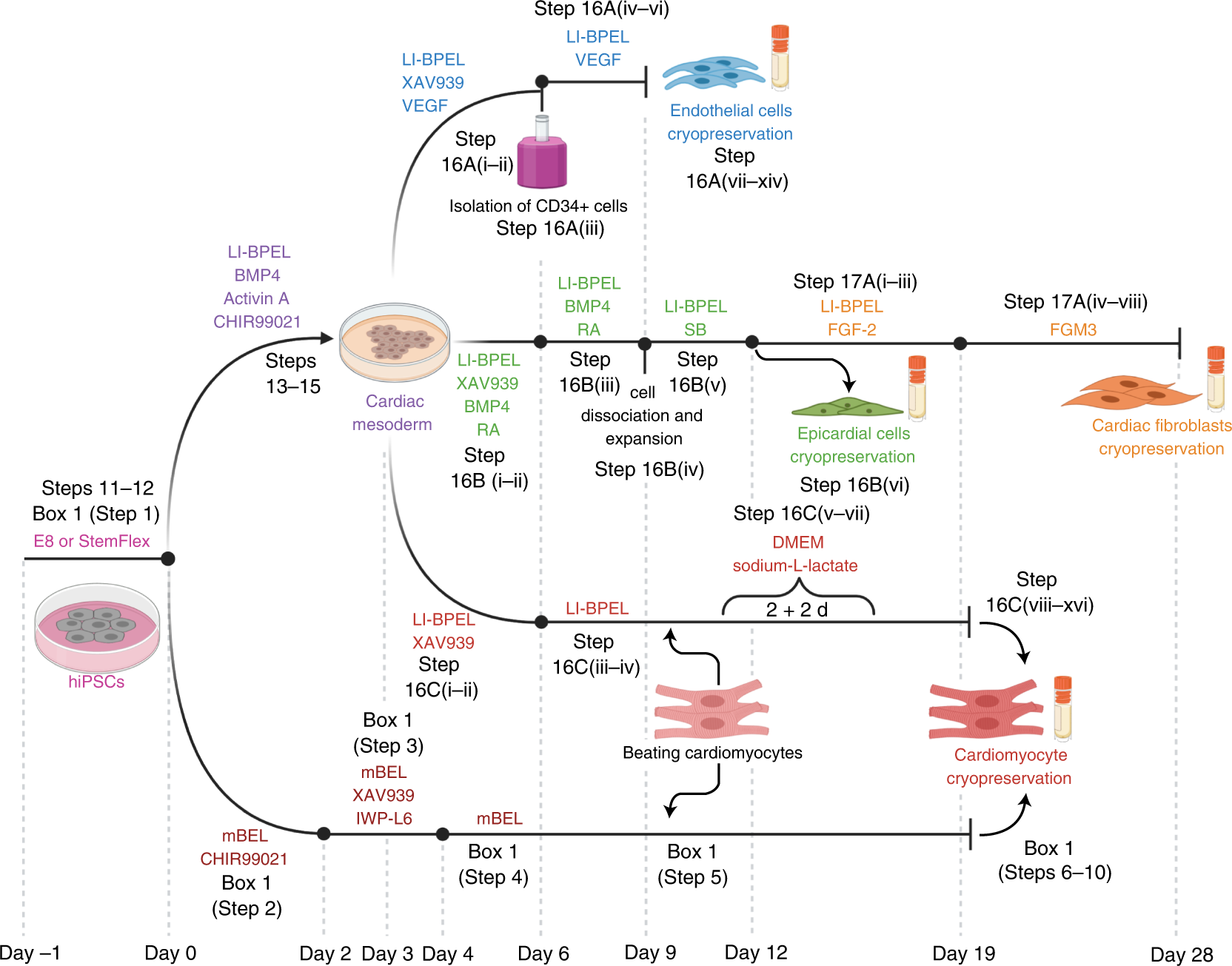 Fig. 1: Outline of in vitro differentiation protocol from hiPSCs to ECs, CFs and CMs.