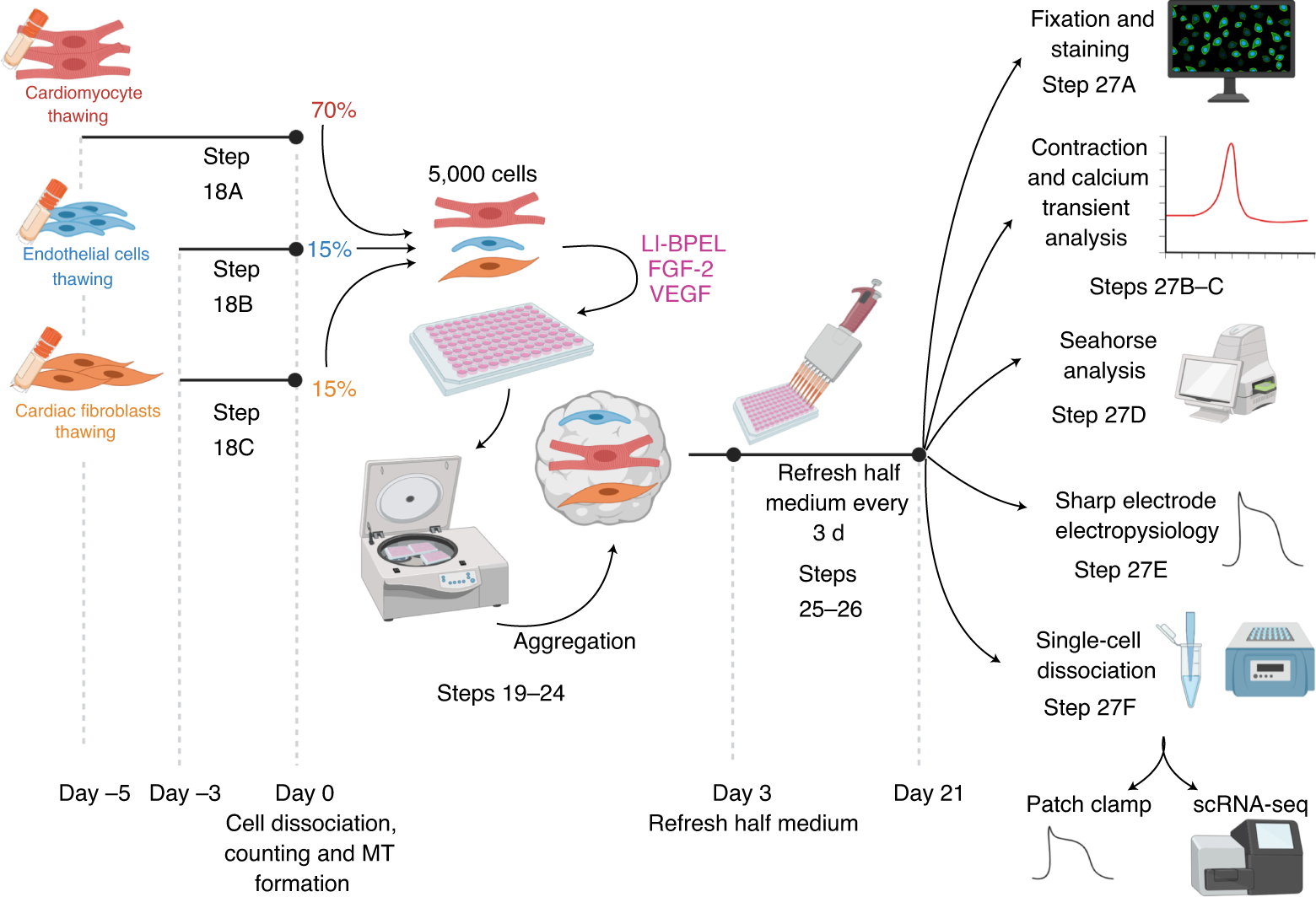 Fig. 2: Outline of in vitro 3D cardiac MT formation and analysis.