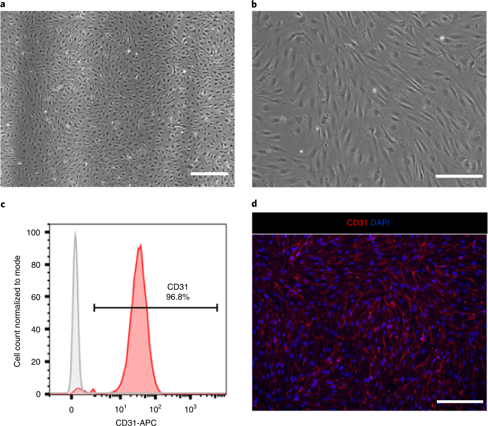 Fig. 4: hiPSC-EC characterization.