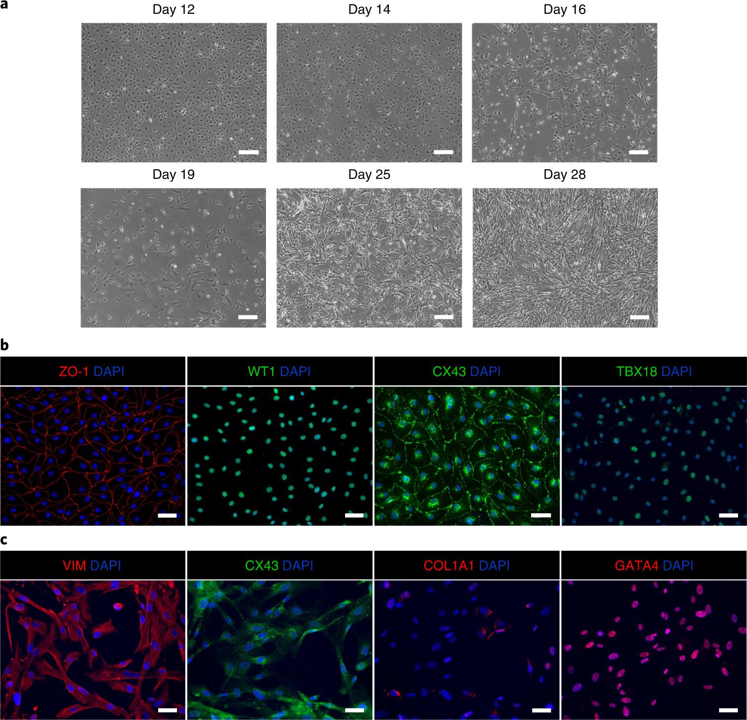 Fig. 5: hiPSC-EPI and hiPSC-CF characterization.