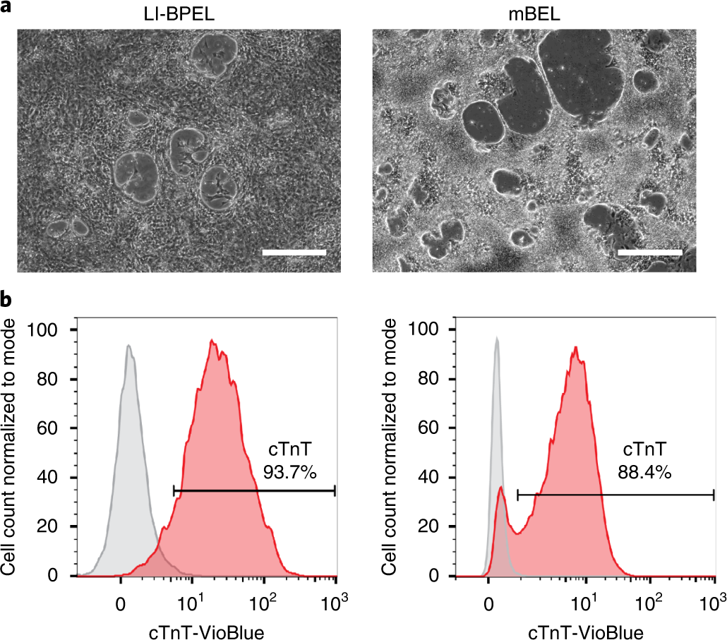 Fig. 6: hiPSC-CM characterization.