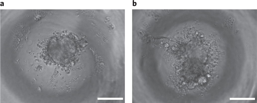Fig. 7: Examples of optimal and sub-optimal cardiac MTs a24h after formation.