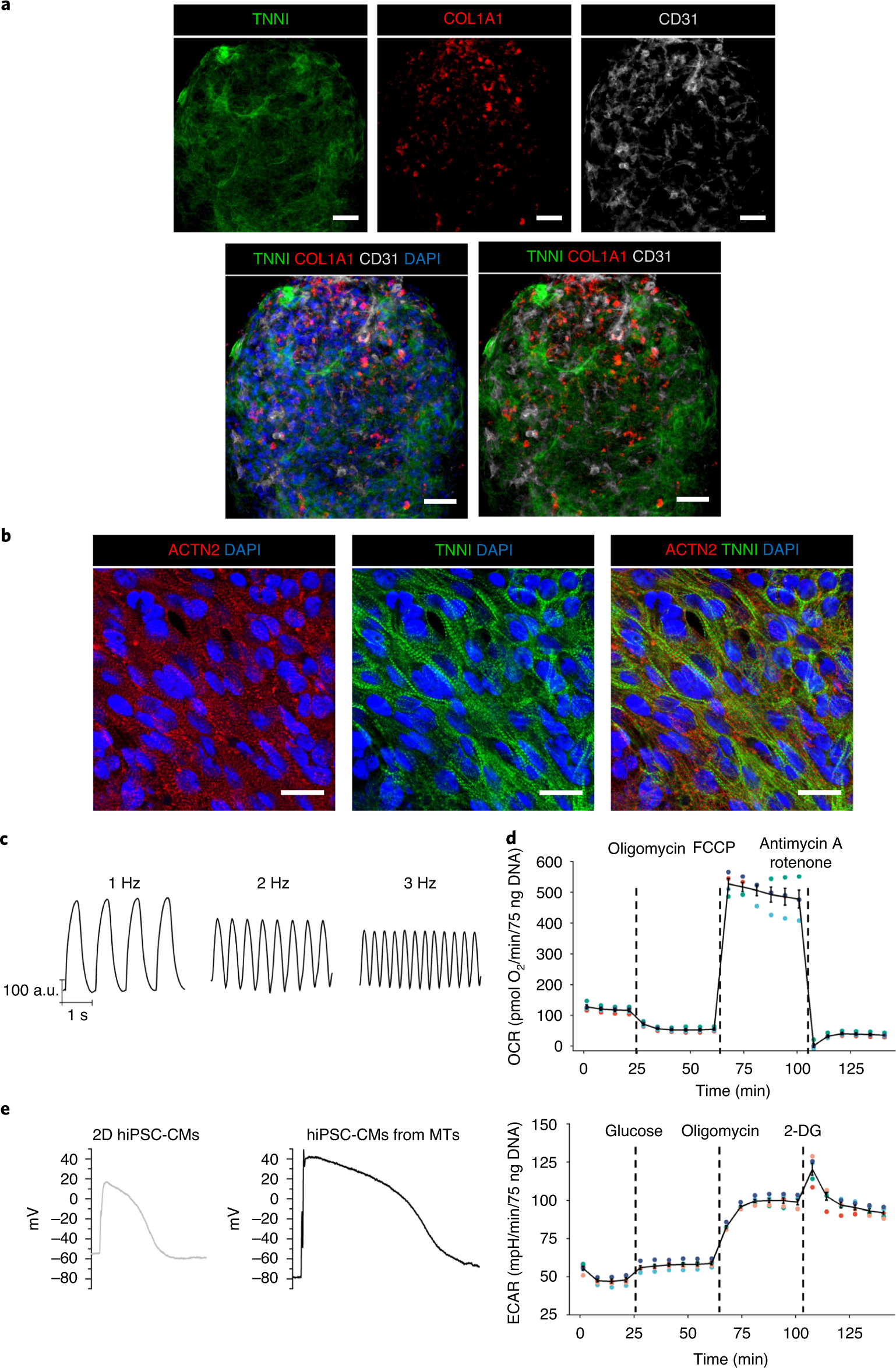 Fig. 9: Characterization of 3D MTs after 21 d in culture.