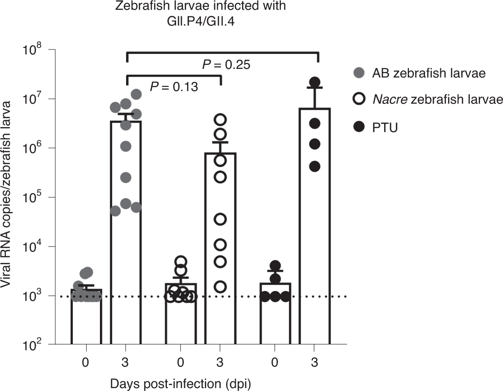 Fig. 1: HuNoV GII.P4-GII.4 replicates in WT AB, nacre and PTU-treated zebrafish larvae.