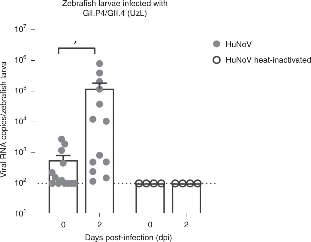 Fig. 2: HuNoV replication in WT AB zebrafish larvae is reproducible across labs.
