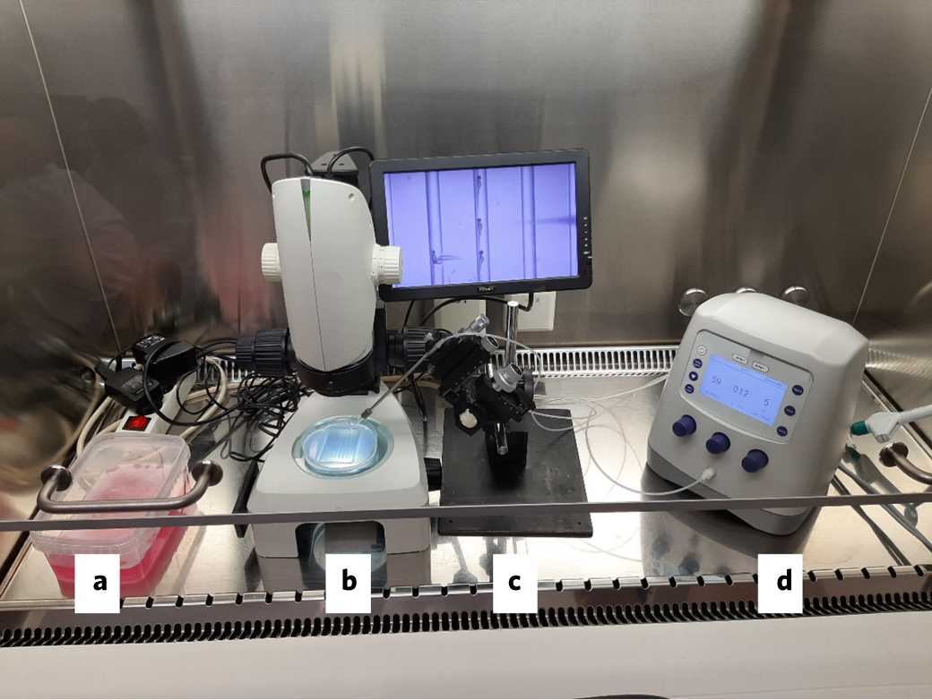 Fig. 3: Microinjection setup in a biosafety cabinet in a BSL-2 facility.