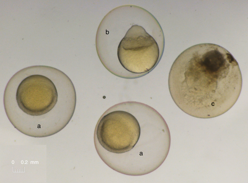 Fig. 4: Unfertilized and non-properly developed zebrafish embryos.