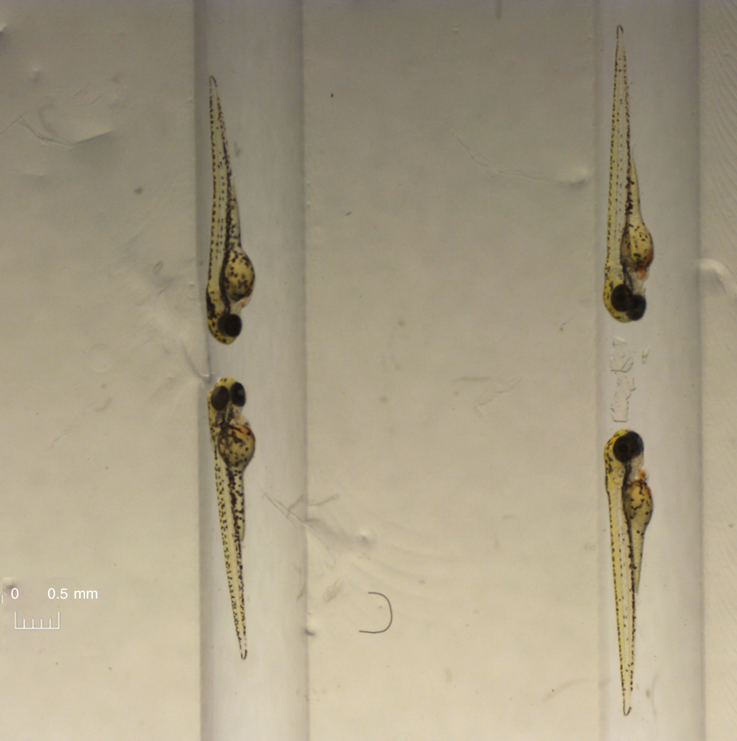 Fig. 5: Correct orientation of zebrafish larvae for yolk injection.