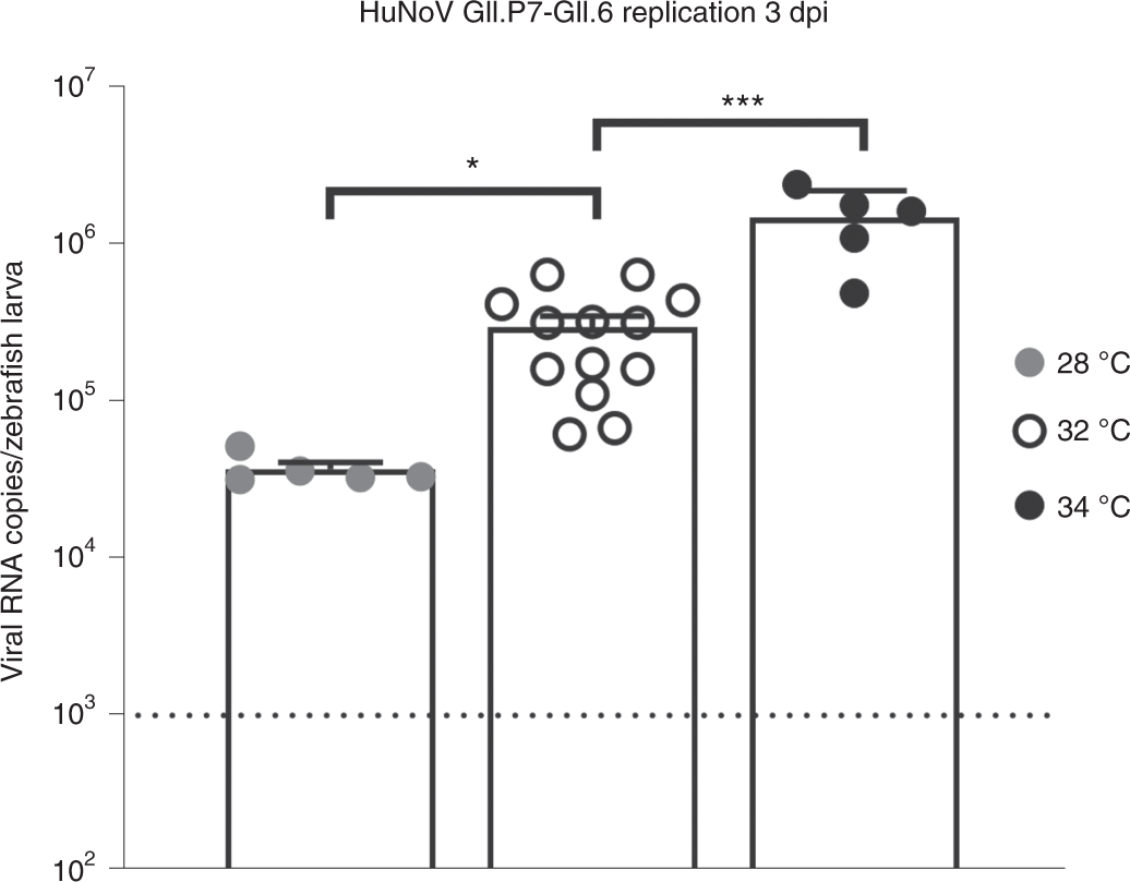 Fig. 6: HuNoV GII.P7-GII.6 replication at 3 dpi at different temperatures.
